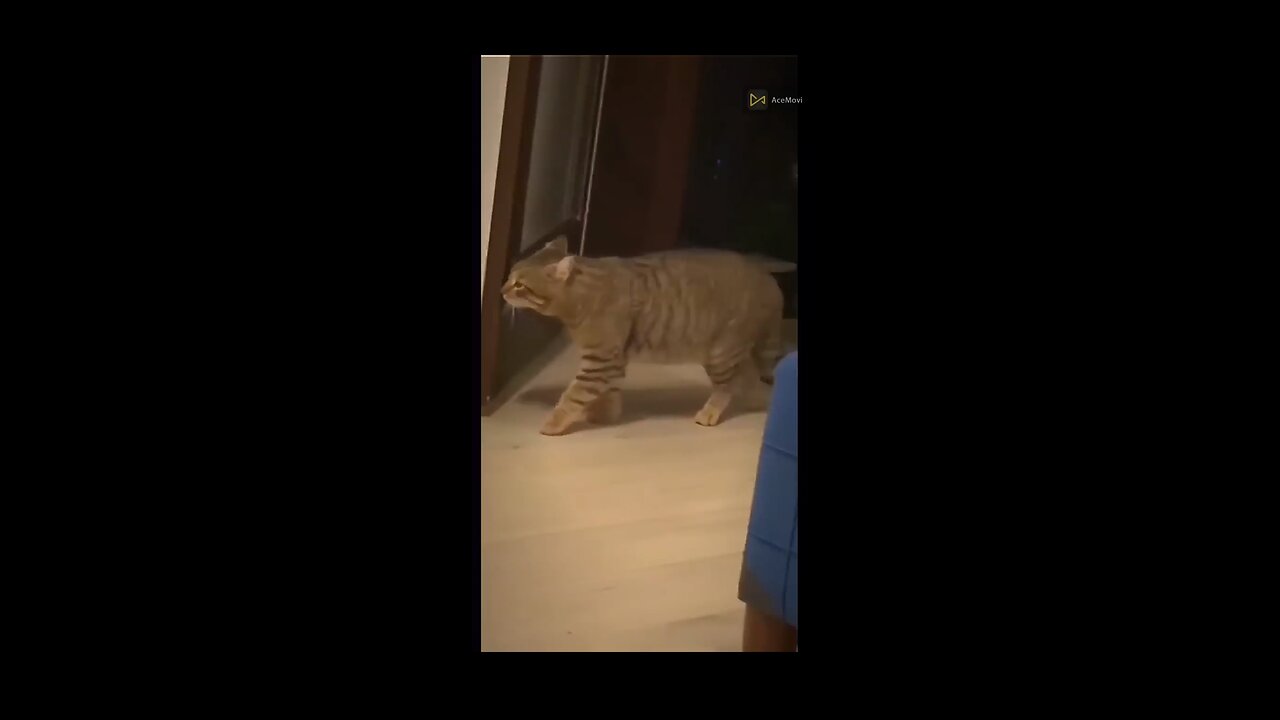 Try not to laugh challenge, the best animal