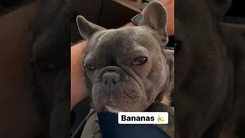 Dog reaction for Chicken 🍗#wait for an end #ytshorts #shortsfeed #dogs #doglover #dog #dogshorts