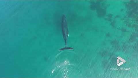 Humpback whale spotted in Ferryland Harbour
