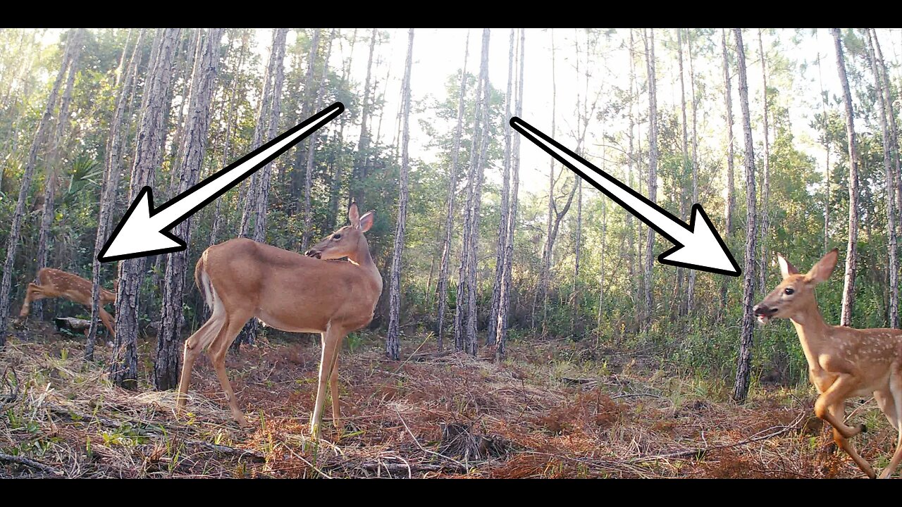 Florida Trailcamera Finds 2 fawns