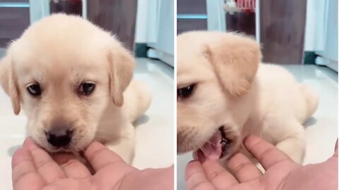 Cute puppy Licking Her owner