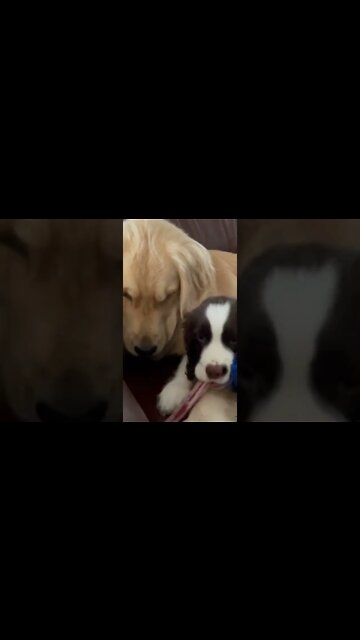 Golden Retriever and Springer Spaniel Puppies Being Sweet On The Couch