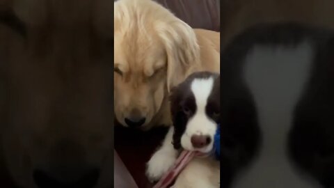 Golden Retriever and Springer Spaniel Puppies Being Sweet On The Couch