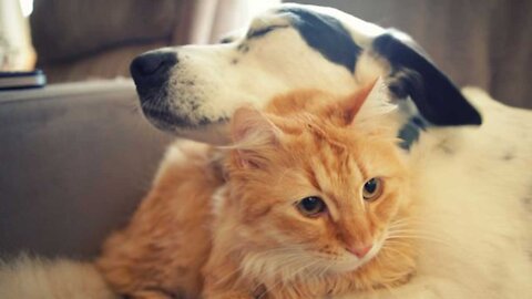 DOG AND CAT CAN BE FRIENDS