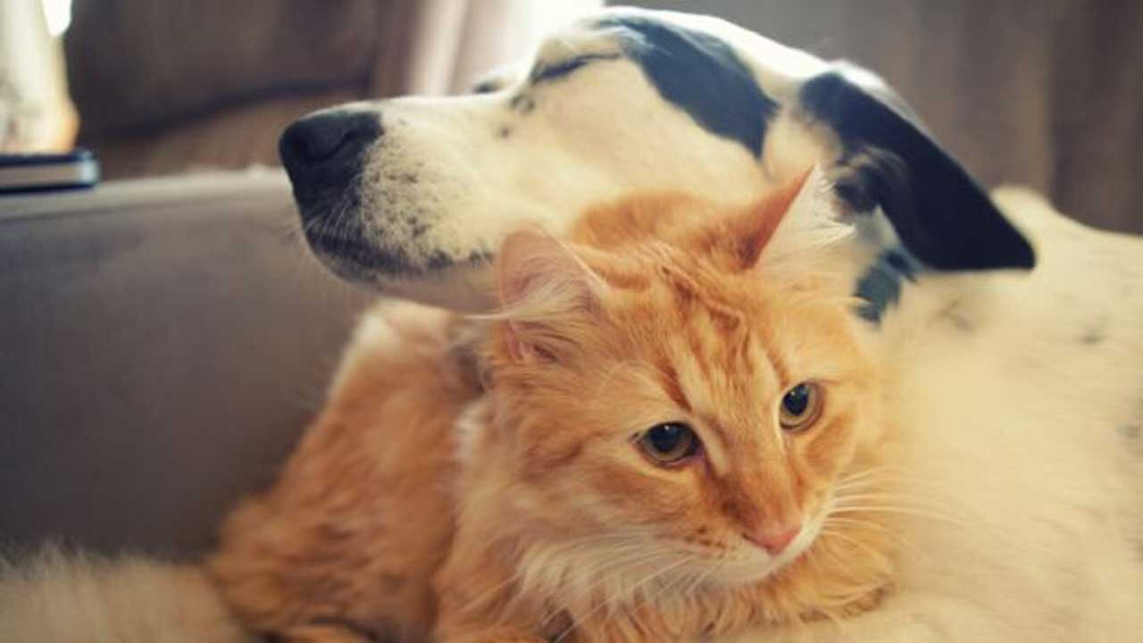 DOG AND CAT CAN BE FRIENDS