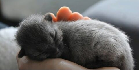 After A Couple Rescued This Lost Kitten, its fur started to change color