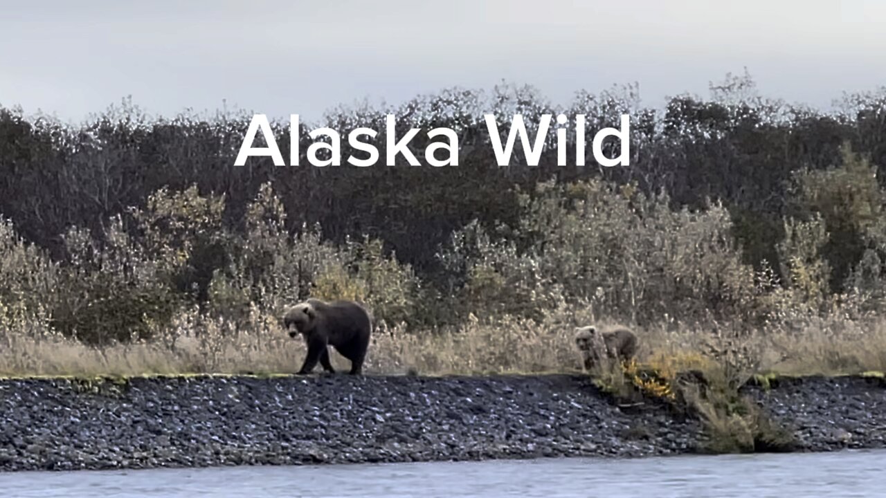 Alaskan Bear and Cub