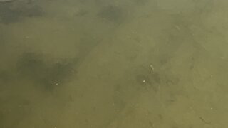 Humber River minnows feeding 😊
