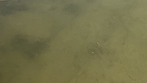 Humber River minnows feeding 😊