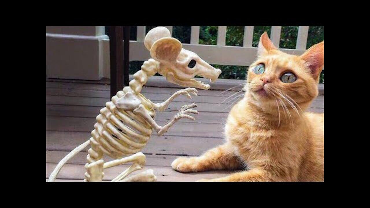 Best Funny Animal Video of the year (2022), Funniest Animal Ever ever, Try not to laugh