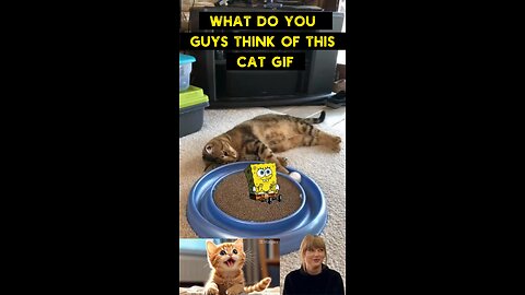 Cute Cat Gif