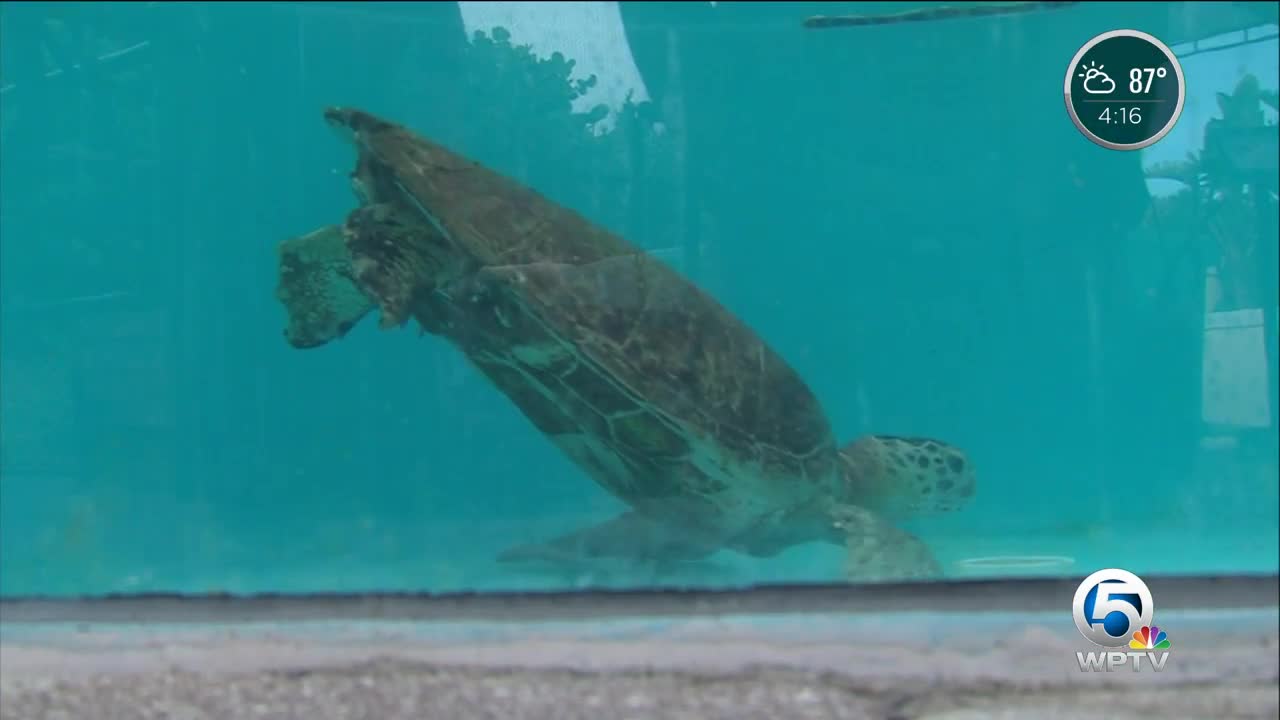 Loggerhead Marinelife Center monitoring red tide on beaches