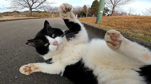 When stroking, the stray cat that suddenly rolls suddenly is cute