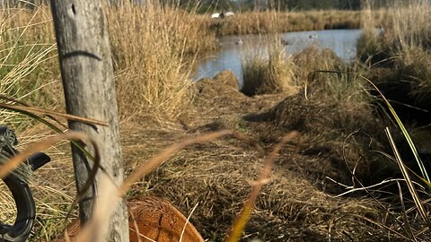 LIVE Duck Hunting Oregon tidewater