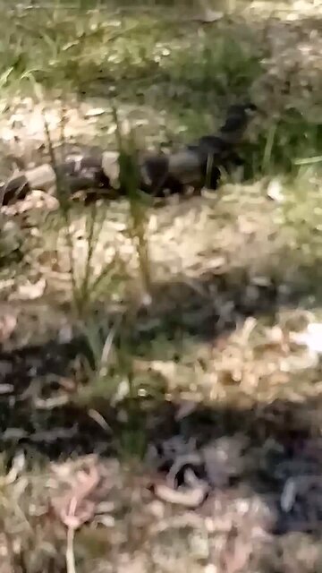 Slow Down ⚠️ Goanna Crossing 🤩🦎