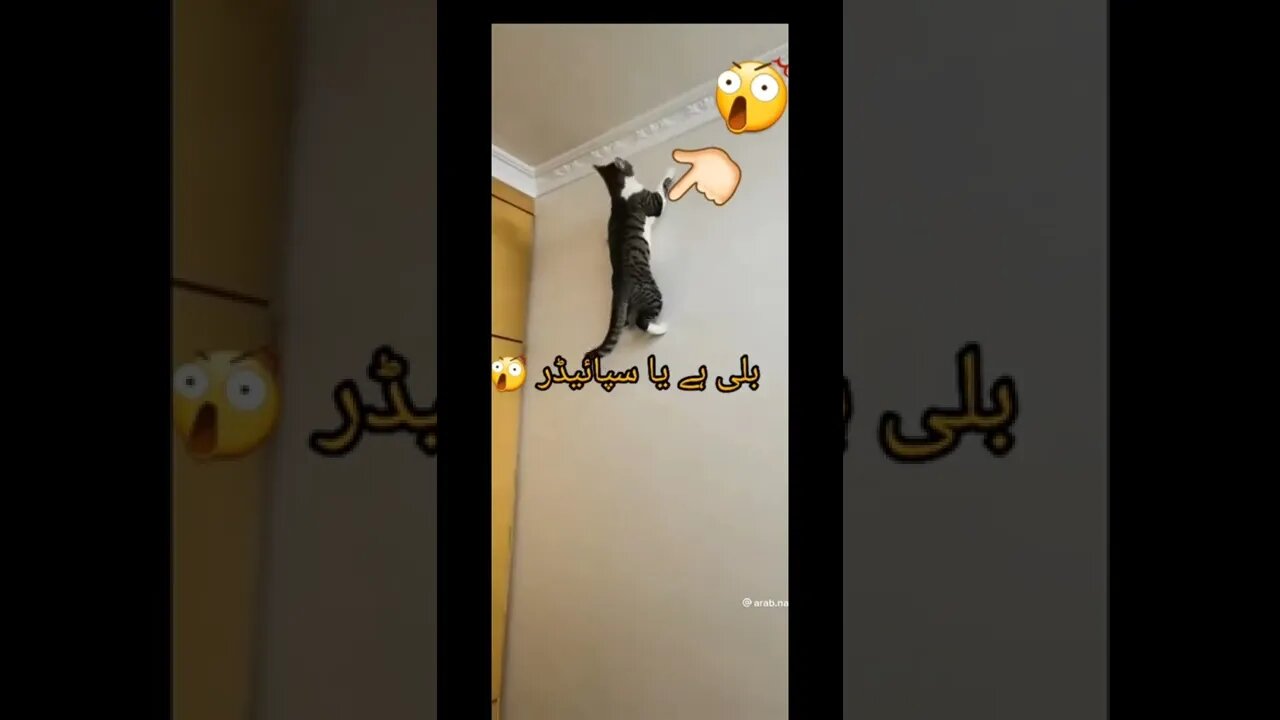 Cat or spider 😲😲 unbelievable