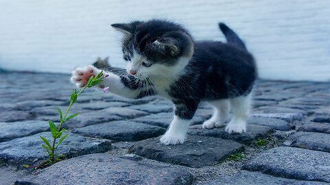 Beautiful cat in one frame || cats