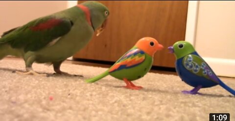 Real birds reaction to dilgibirds