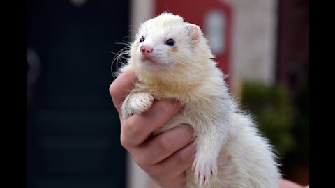 Baby ferrets