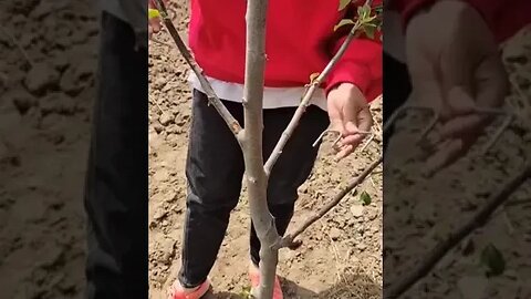 Garden Hack Tiktok goun352