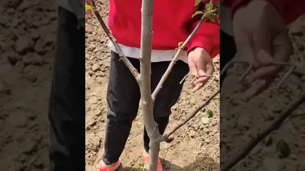 Garden Hack Tiktok goun352