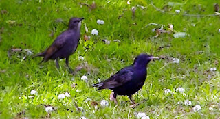 IECV NV #403 - 👀 Grey Squirrel And Starlings In The Backyard 🐤🐤🐤🐤🐤🐤🐤🐤 6-25-2017