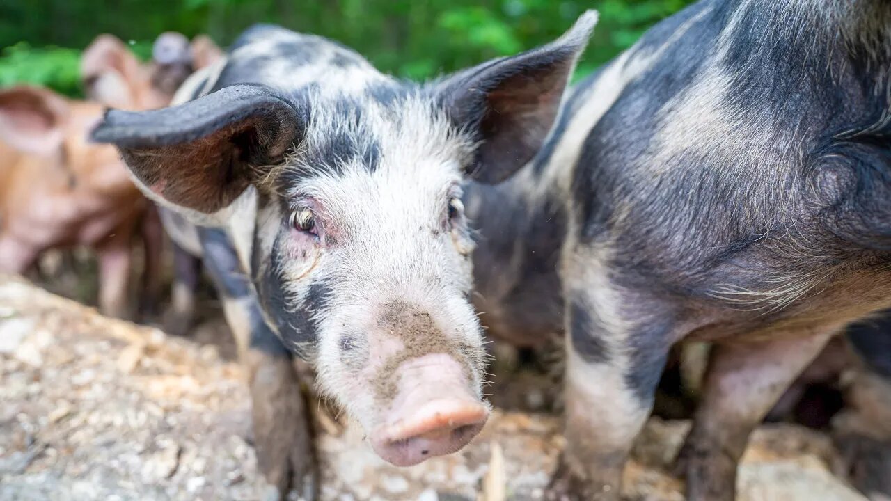 Keeping Pigs Cool Without A Wallow