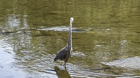 Amateurish moves Mr Blue Heron