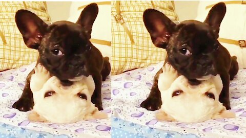 Cute Dog romance video #funny dog