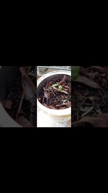 seedling maple tree #gardening