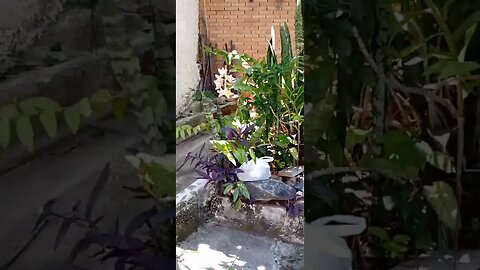 #dogshow , #animals , #dogs , #shorts