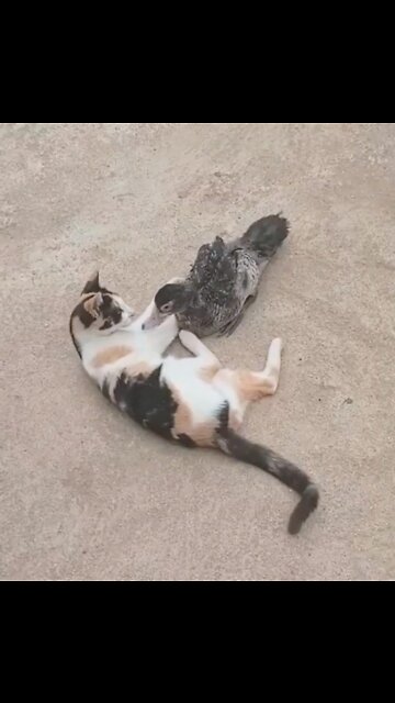 Cat and duck 2022 fantastic funny videos #rumbleshorts video