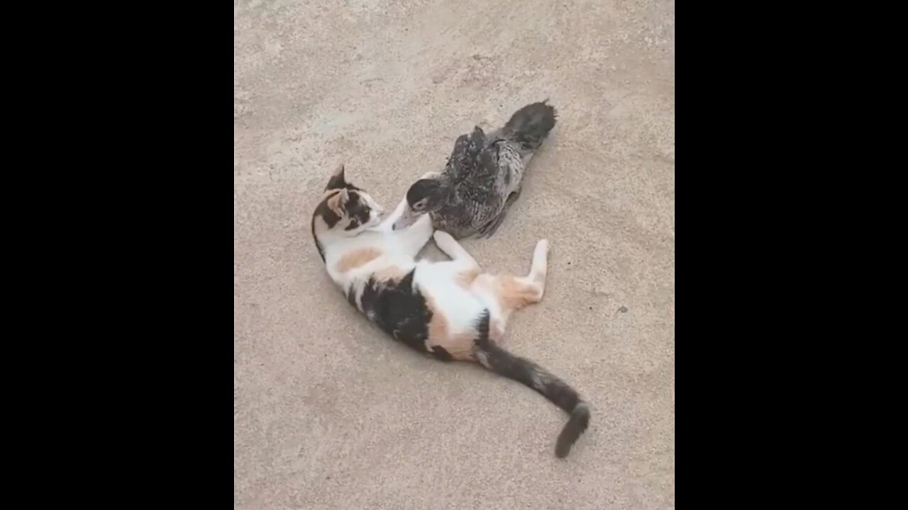 Cat and duck 2022 fantastic funny videos #rumbleshorts video