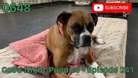 [0648] GOOD NIGHT PUPPIES - EPISODE 241 [#dogs #doggos #doggies #puppies #dogdaycare]