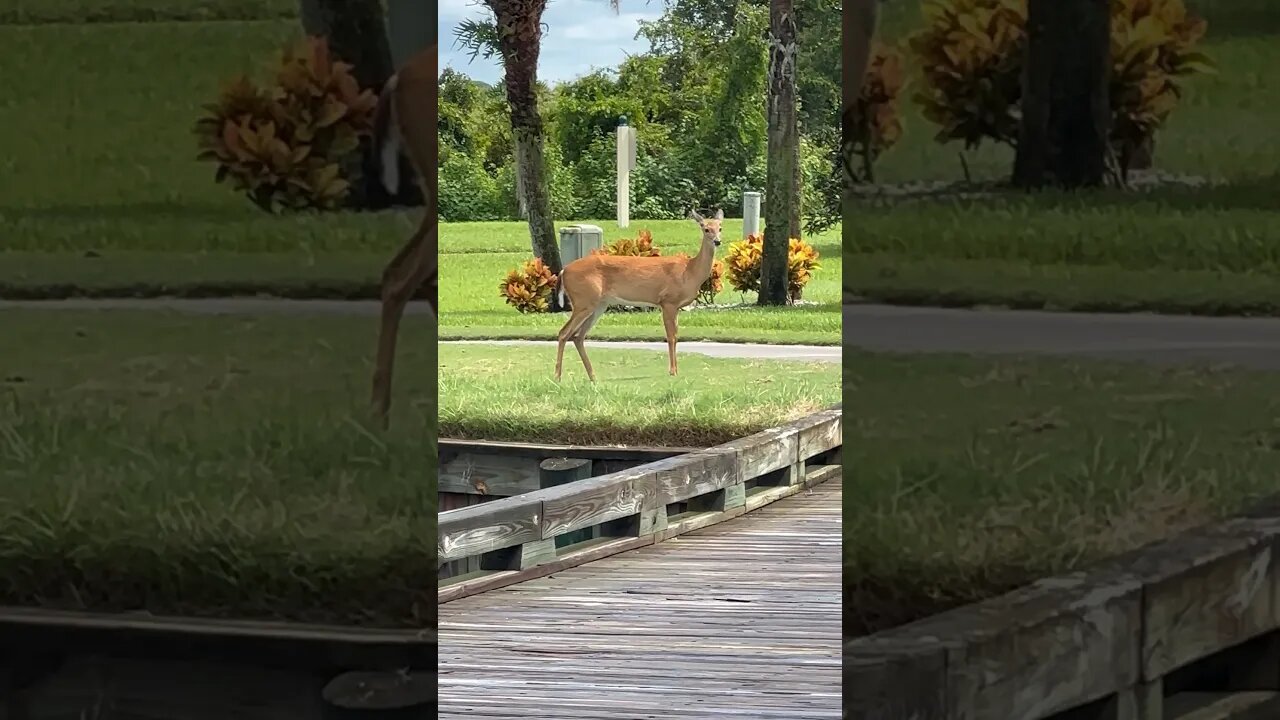 Florida Golf Course Wild Life!