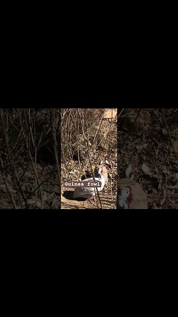 Guinea fowl camouflaged in winter foliage