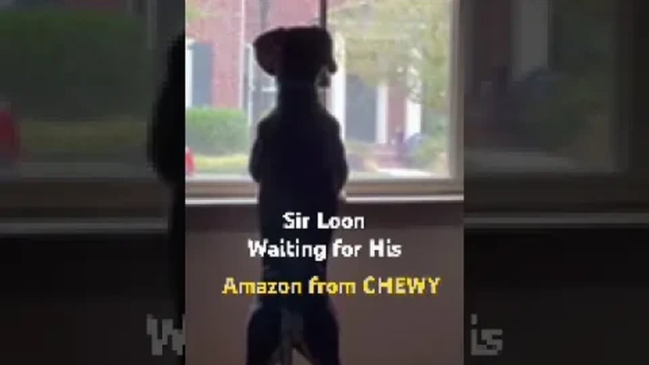 Waiting for his toy delivery from chewy.com Sir Loon, searching for the Amazon truck