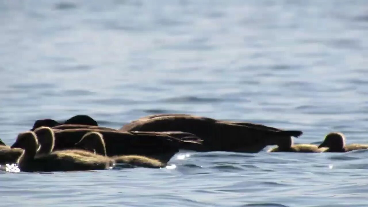 Geese with chicks