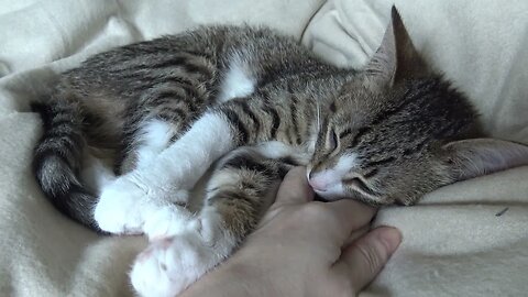 I Will Purr then Fall Asleep