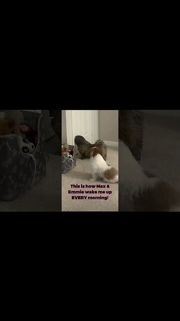 How Emmie & Max Wake Me Up EVERY Morning #shorts