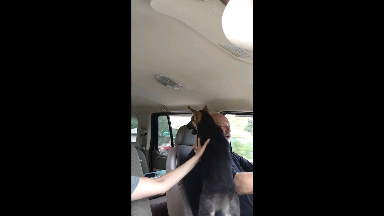 Raider the new German Shepherd