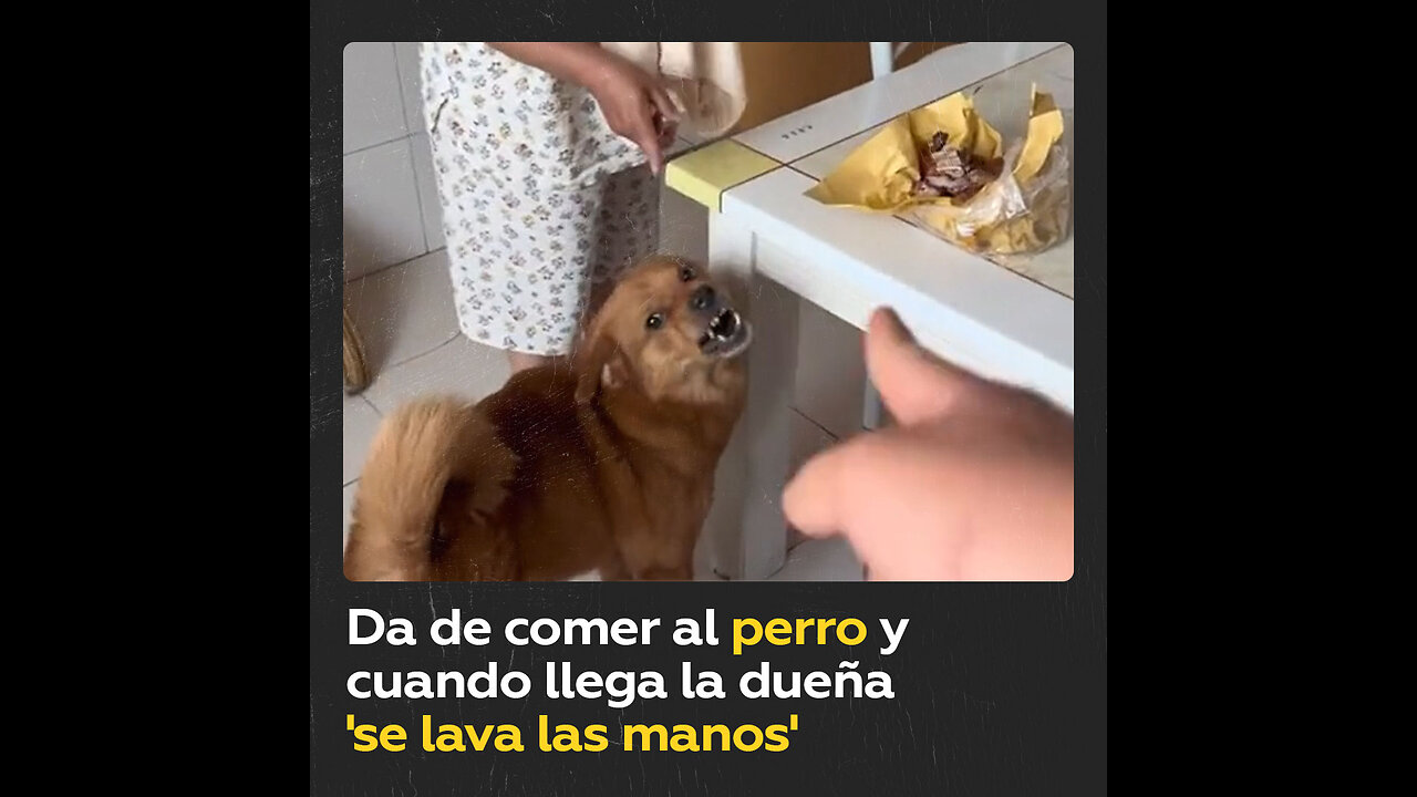 Una traición inesperada que su perro no se podía creer