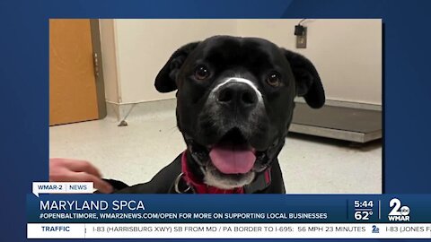 Candy the dog is up for adoption at the Maryland SPCA