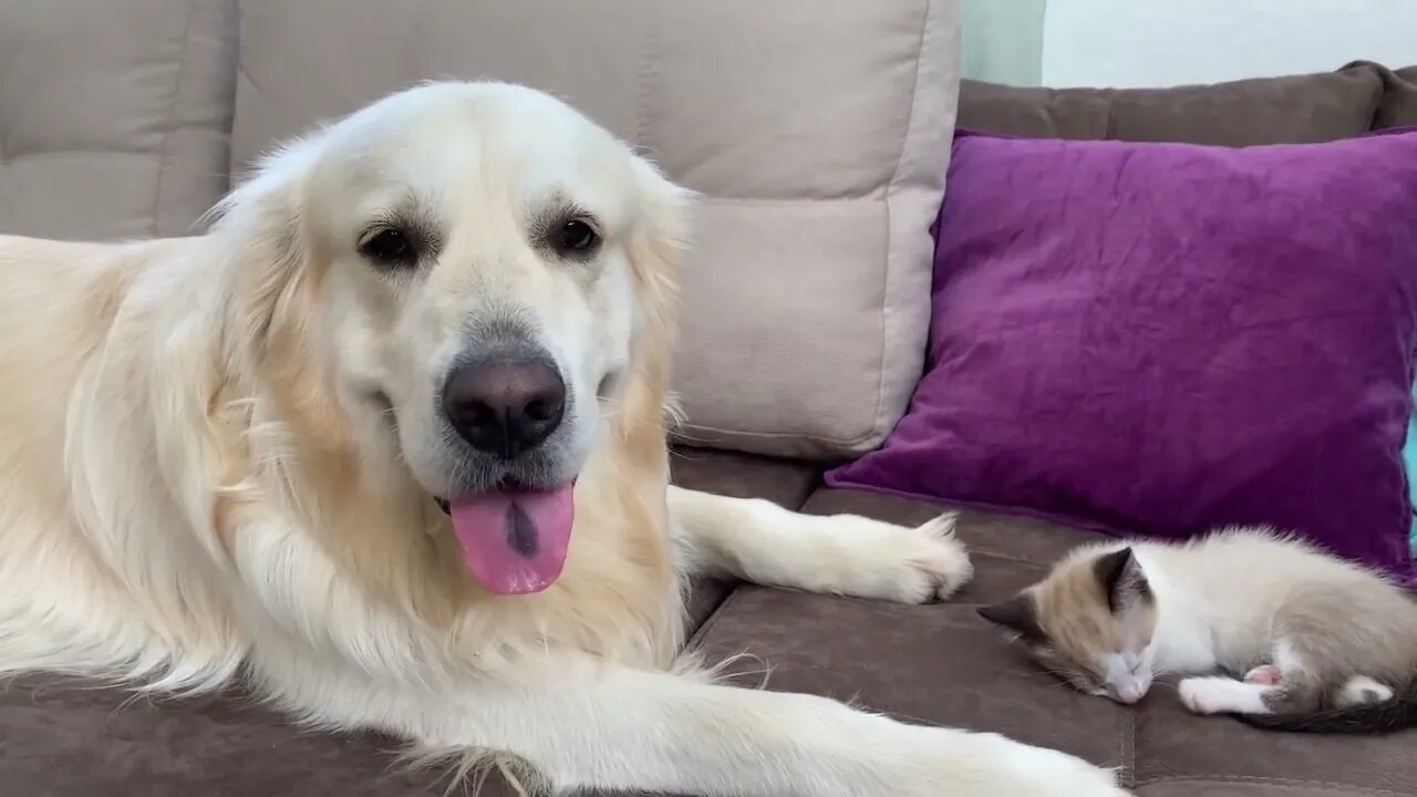 Golden Retriever and Kitten are Best Friends!