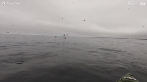 Balena quasi rovescia un kayak in California