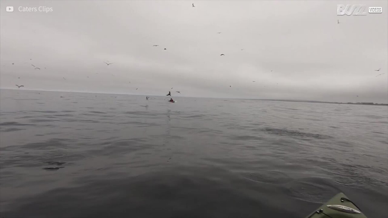 Balena quasi rovescia un kayak in California