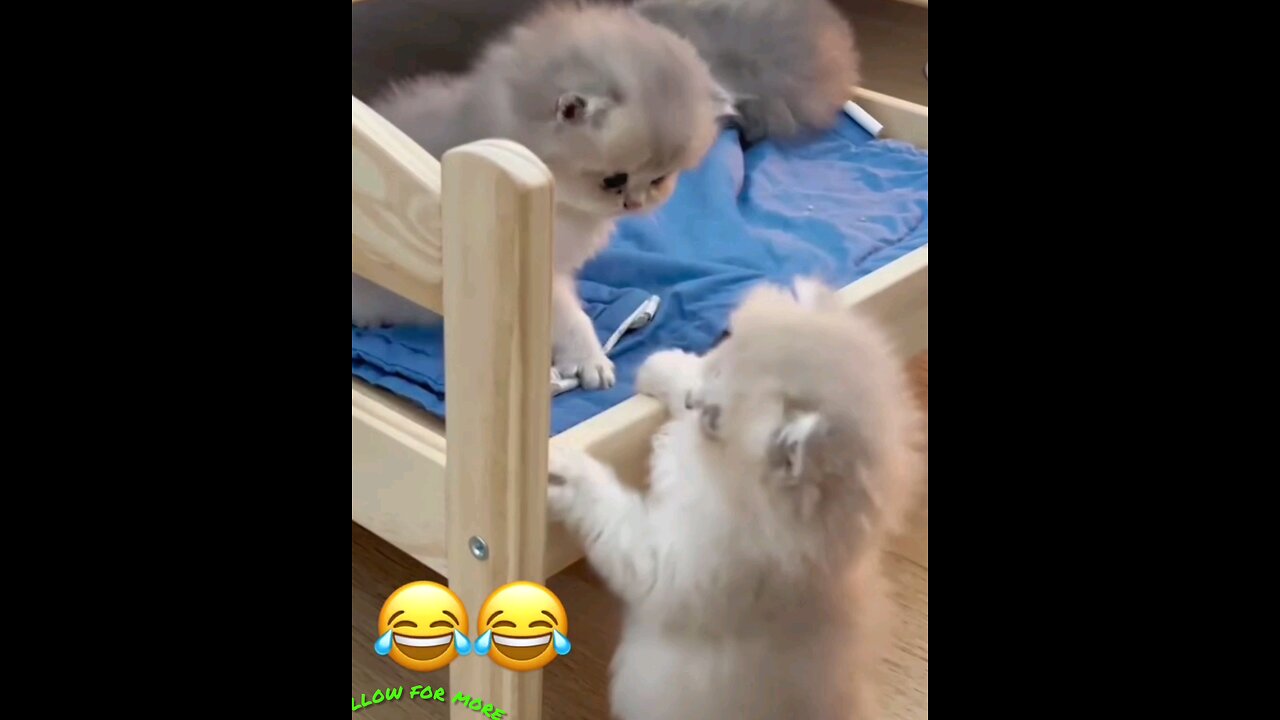 Watch the battle of innocent kittens😻 intresting video