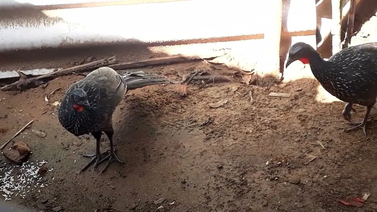 Jacu assustado com fome Jacuaçu, jacuguaçu, guans