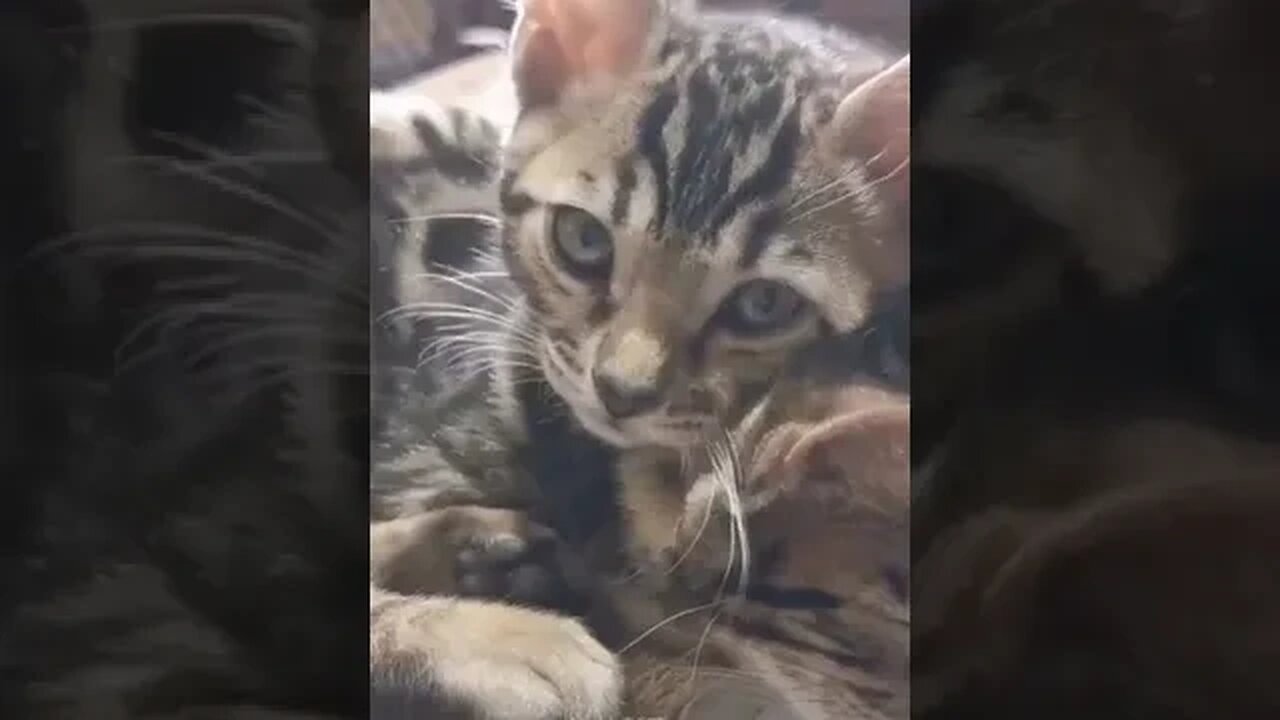 PLAYING CAT VIDEO MEAWWW
