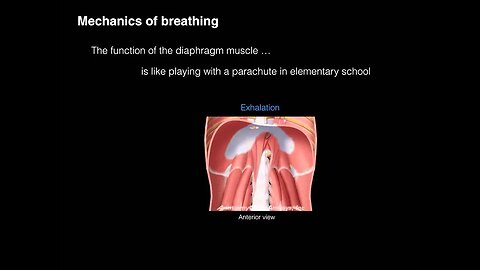 Anatomy of breathing
